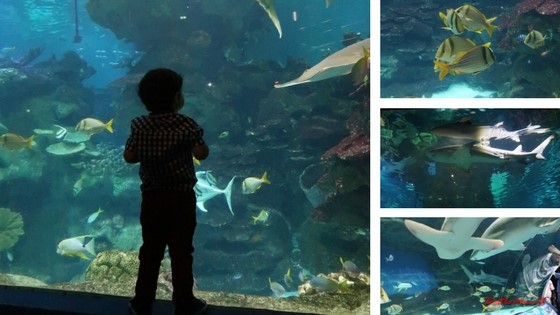 Our Visit to the Blue Planet Aquarium
