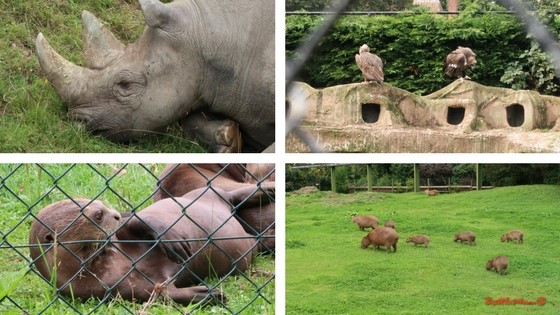 our visit to chester zoo